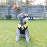 【DOG ACCESSORIES】 REGULAR COLLOR