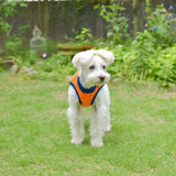 【DOG ACCESSORIES】 COLORFUL TILE