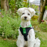 【DOG ACCESSORIES】 SUMMER BORDER