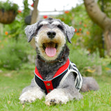 【DOG ACCESSORIES】 SUMMER BORDER